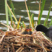 Coot chicks at the Great Pool in Himley Estate, October 2011