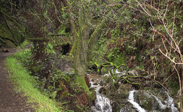 Mt Tamalpais Steep Ravine trail (#0015)