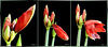 Amaryllis erblüht 2. ©UdoSm