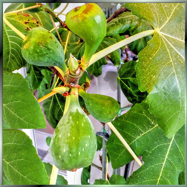 Fig tree in the Allgäu... ©UdoSm