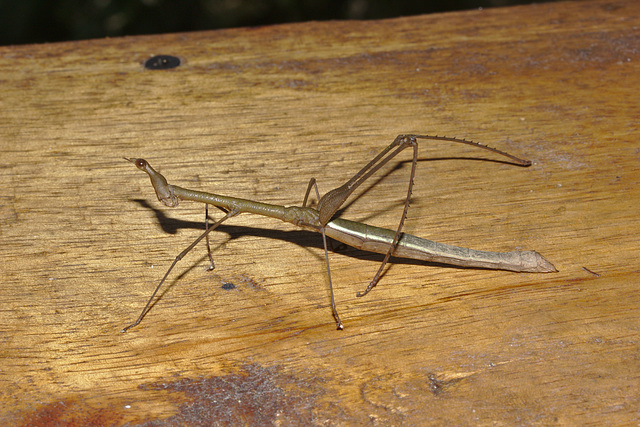 Horse head grasshopper IMG_7901