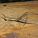 Horse head grasshopper IMG_7901