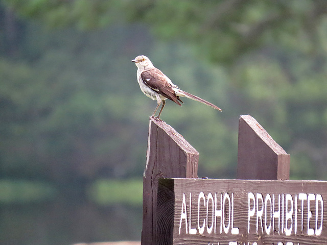 Brown thrasher