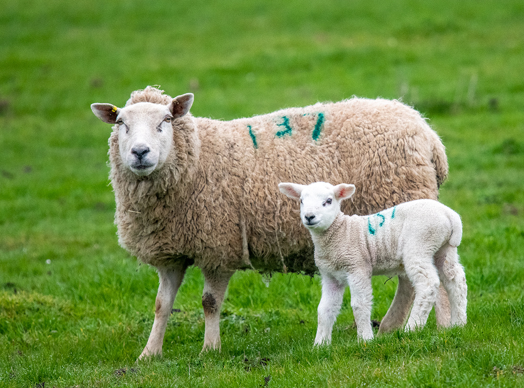 Mother and lamb