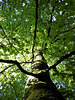mein Freund im Klimaschutzwald
