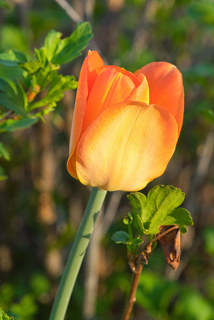 orange tulip