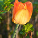 orange tulip