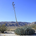 Agave and Creosote Bushes