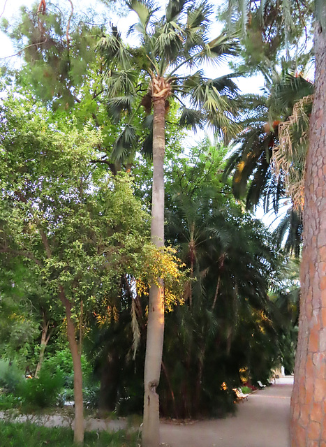 Valencia: Jardín botánico, 34