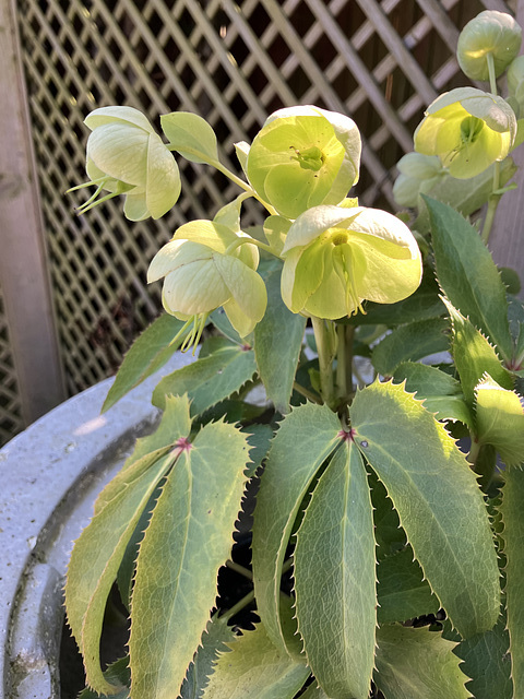 HelleboreCorsicaSpring2025