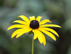 Black-eyed Susan