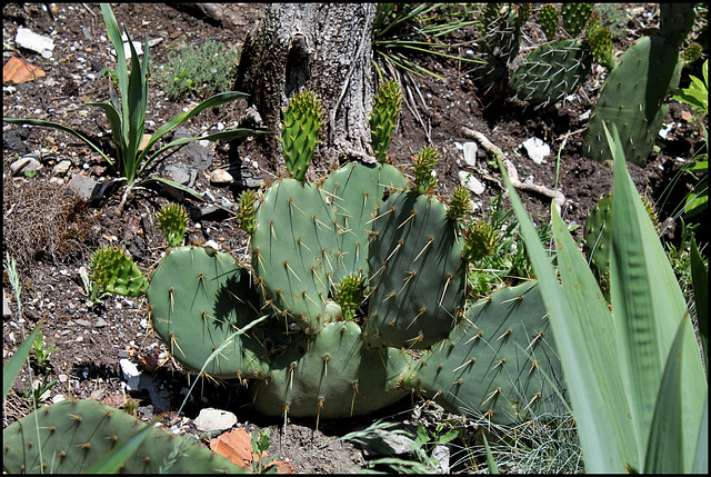 IMG 7092 (2)
