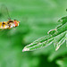 Hovering Hoverfly