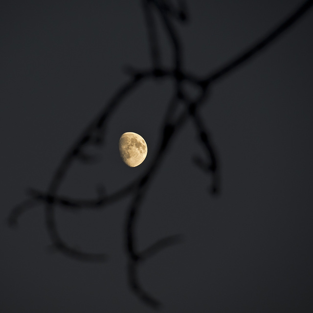 The moon peeps through the branches