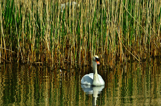 Swan, Reeds and Nest. Killingworth Lake