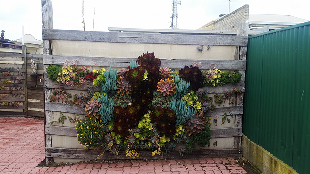 succulent wall