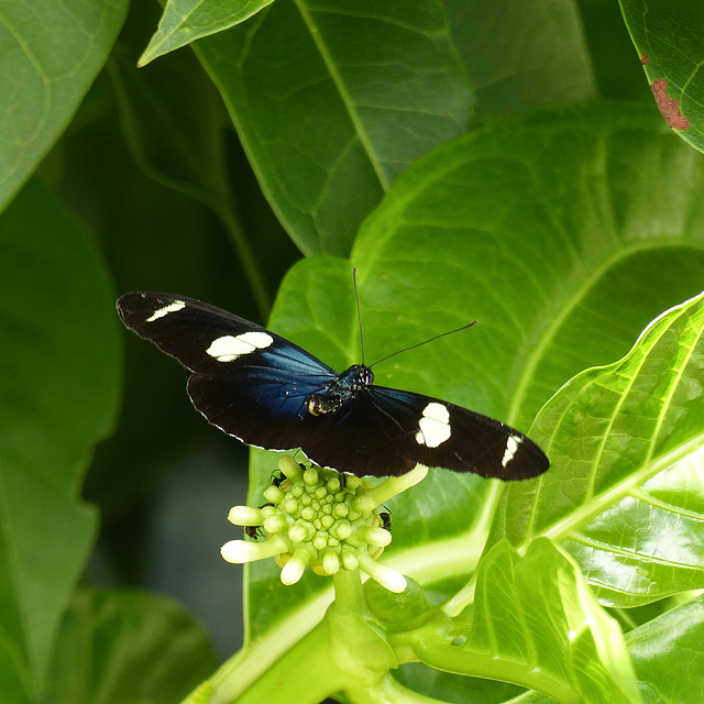 Sara Longwing butterfly, Nariva Swamp afternoon, Trinidad