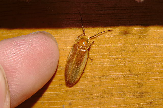 Cockroach IMG_7296