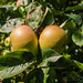 Two Apples on a Tree