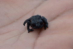 Venezuela, The Roraima Black Frog or the Roraima Bush Toad