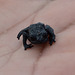 Venezuela, The Roraima Black Frog or the Roraima Bush Toad