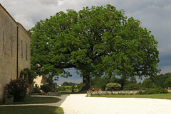 Le noyer d'Amérique de l'Abbaye de Sablonceaux (Charente-Maritime) (Chemin de Compostelle, du Mont-Saint-Michel à Mimizan)