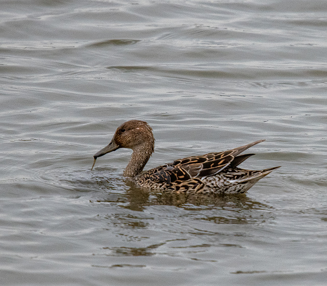 ipernity: Female pintail duck - by Maeluk