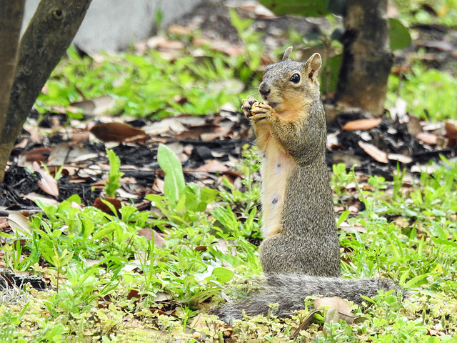 Day 2, Fox Squirrel / Sciurus niger, Pelican Bay Resort