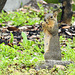 Day 2, Fox Squirrel / Sciurus niger, Pelican Bay Resort