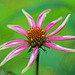 Echinacea