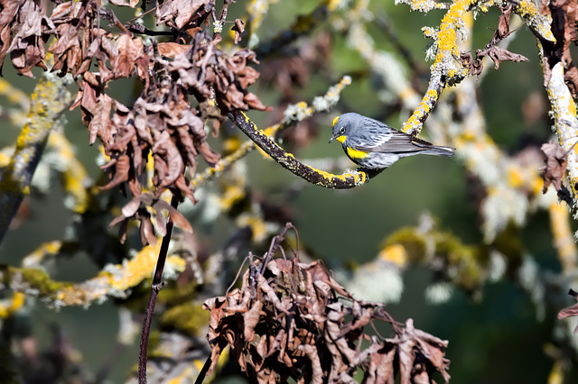 Yellow lichen and throat