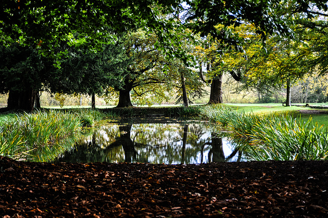 Trees Crowding Round The Glass