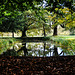 Trees Crowding Round The Glass