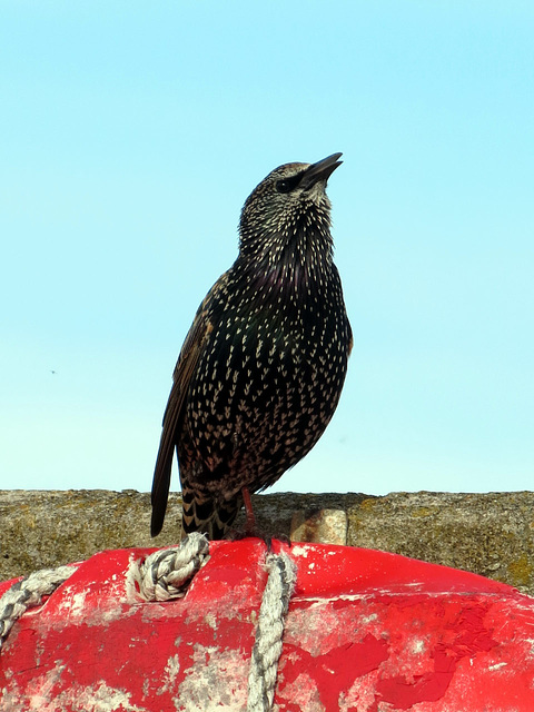 Starling in song