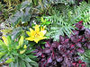 Lily in Leaves.