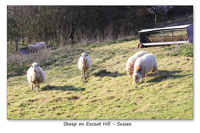 Sheep on Exceat Hill, Sussex - 23.3.2015