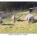Sheep on Exceat Hill, Sussex - 23.3.2015