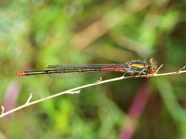 Small Red Damsel f (Ceriagron tenellum f typica) DSC 5521