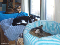 Three cats sleeping together