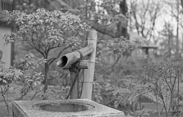 Bamboo plumbing