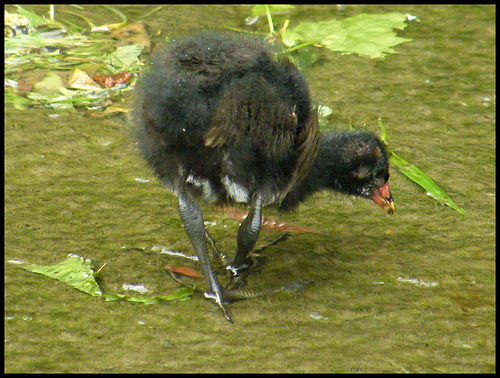 fluffy moorhen chick