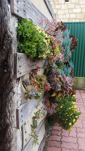 succulent wall