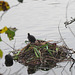 Coot chicks at the Great Pool in Himley Estate, October 2011