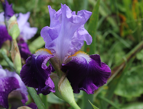 Iris 'Essor du Barry'