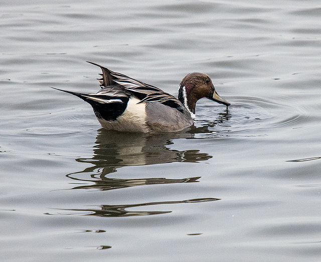 Male pintail duck