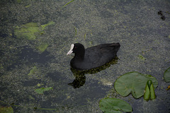 Sweden, Stockholm, The Eurasian Coot in the Pond of the Park of Drottningholm