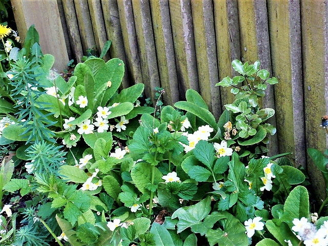 The primroses are so attractive around the edges of the driveway