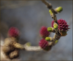 Larch flowers