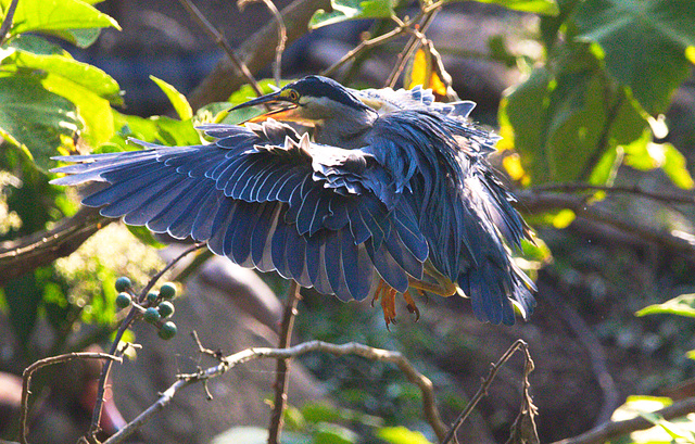 EF7A1232 Striated Heron