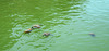 Tortoises in Alqueva reservoir.